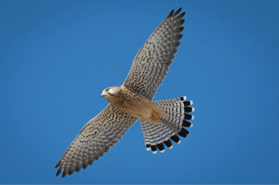 Птах-мисливець у польоті, що символізує рішучість і свободу у пошуку свого шляху після декрету.